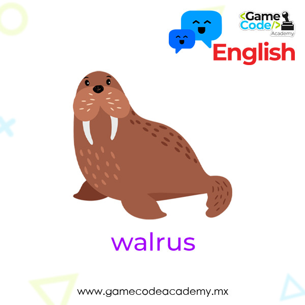 Arctic - Walrus