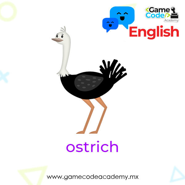 Birds - Ostrich