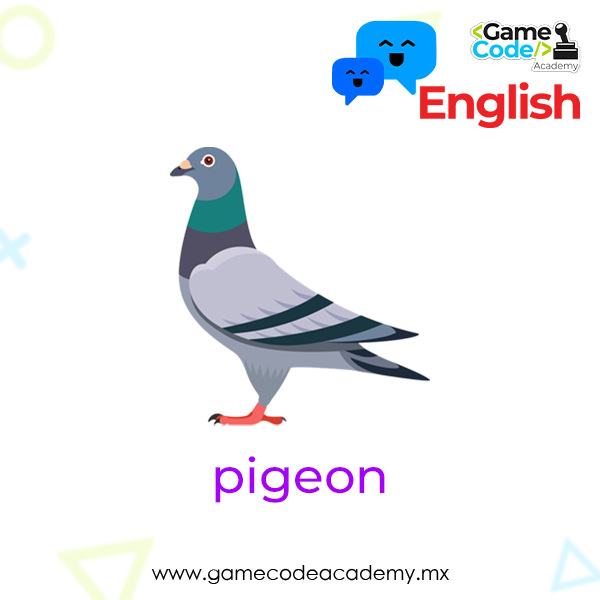 Birds - Pigeon