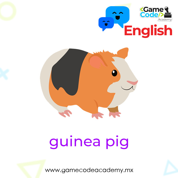 Domestic - Guinea Pig