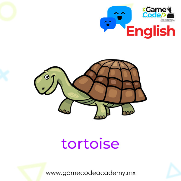 Domestic - Tortoise