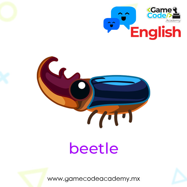 Insects - Beetle