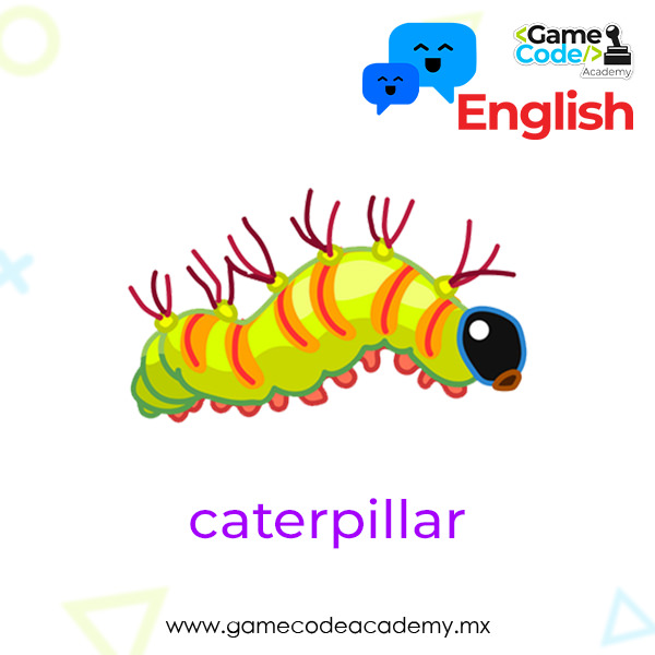 Insects - Caterpillar