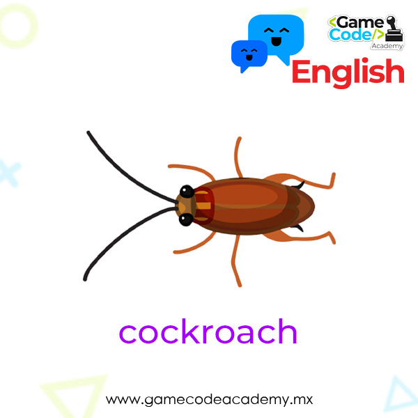 Insects - Cockroach