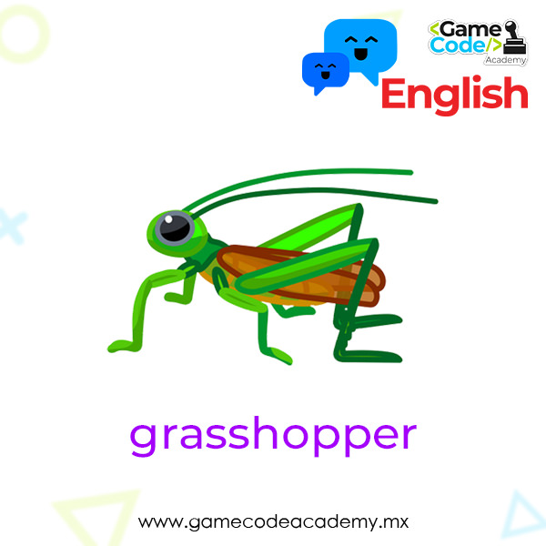 Insects - Grasshopper