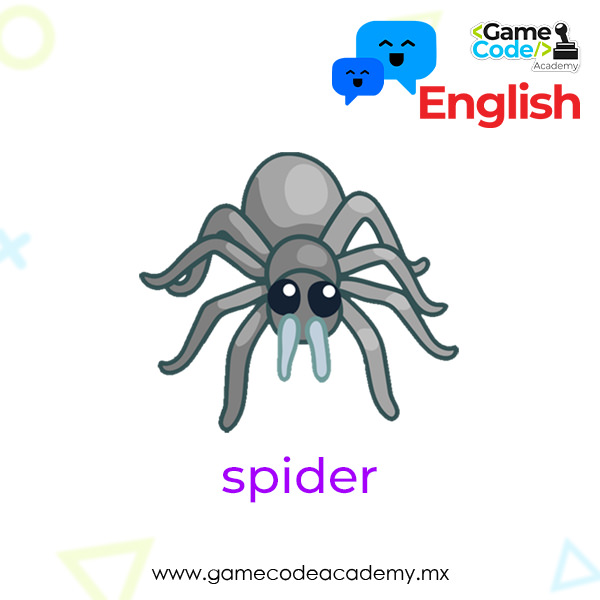 Insects - Spider