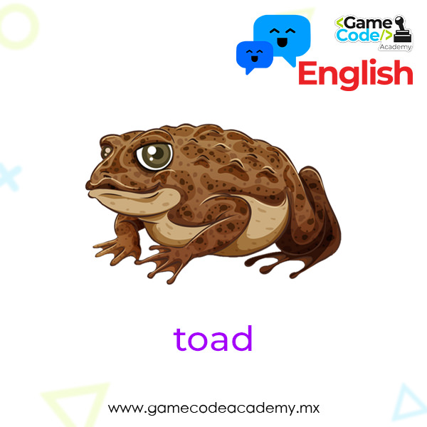 Amphibian - Toad