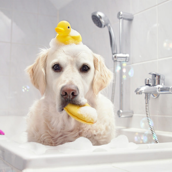 Verb - to bathe