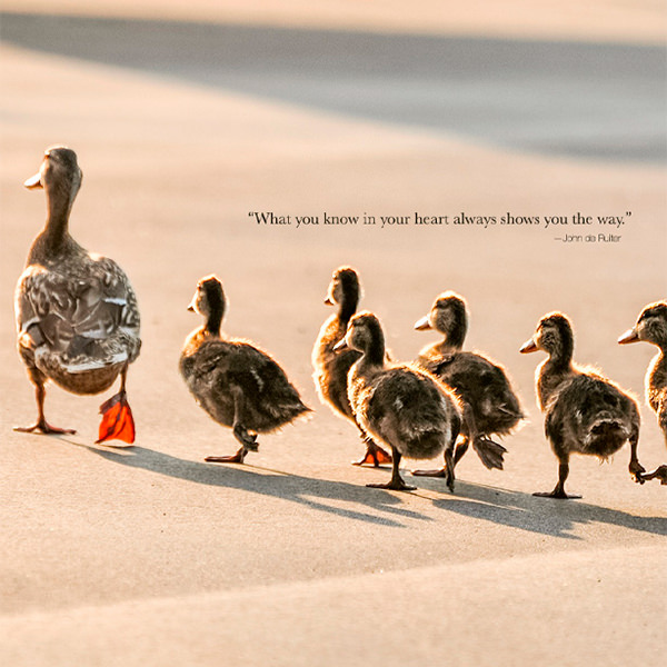 Verb - to follow
